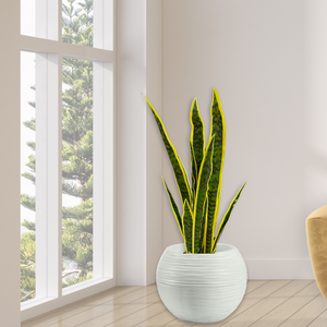 Large Artificial Snake Plant, Realistic Fake 30" Faux Plant with Cement Base, Indoor Outdoor Home Decor, Patio, Front Porch, Living Room Ornament by Sona Casa