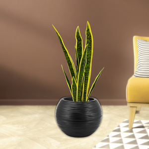 Large Artificial Snake Plant, Realistic Fake 30" Faux Plant with Cement Base, Indoor Outdoor Home Decor, Patio, Front Porch, Living Room Ornament by Sona Casa