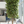 3 Meter, Tall Artificial Ficus Tree-Sona Casa